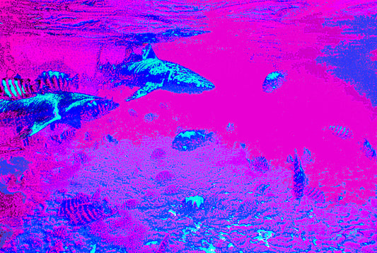 "Blacktip Reef Sharks - Bora Bora" - - - OPEN EDITION - - - Leinwand